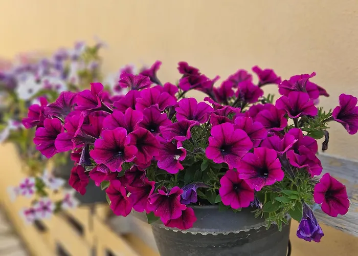 דירה Lora & With Balcony In Corfu