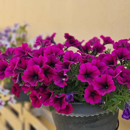 Apartmán Lora